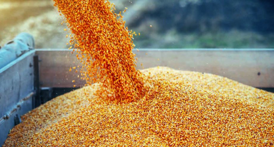 Росія встановила експортне мито на зерно на 16-22 лютого