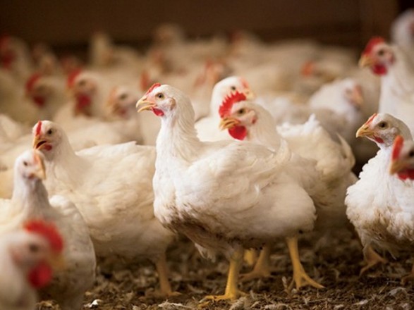 Спустошення українських сіл та імпорт курятини: які наслідки податкового тиску влади на птахівників
