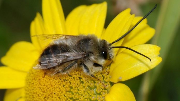 Попередження отруєння бджіл є спільним завданням влади, бджолярів та сільгоспвиробників
