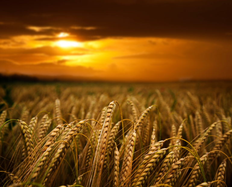 Напруга між Росією та Заходом негативно впливає на ціни чорноморської пшениці
