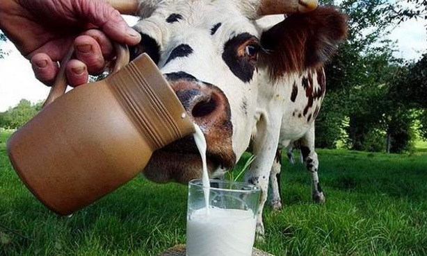Швейцарія виділила допомогу українським виробникам молока, які постраждали від війни