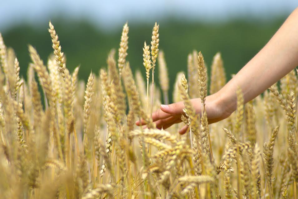 Після досягнення історичних максимумів експортні ціни на українську пшеницю почали знижуватися