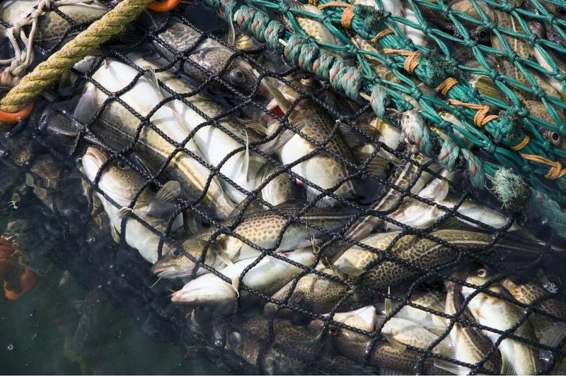 Україна закликає міжнародні організації ввести санкції проти рибної галузі рф