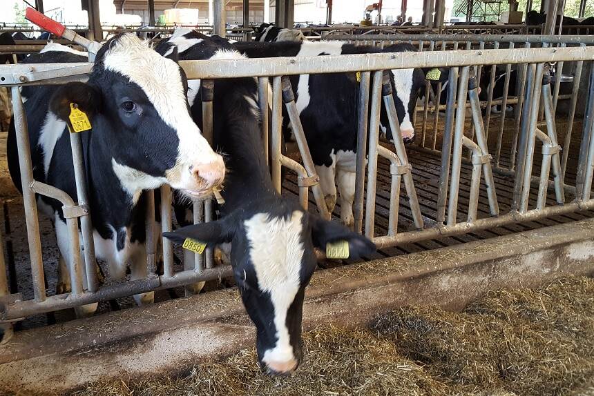 Сумські фермери скорочують виробництво молока, але намагаються зберегти поголів’я великої рогатої худоби