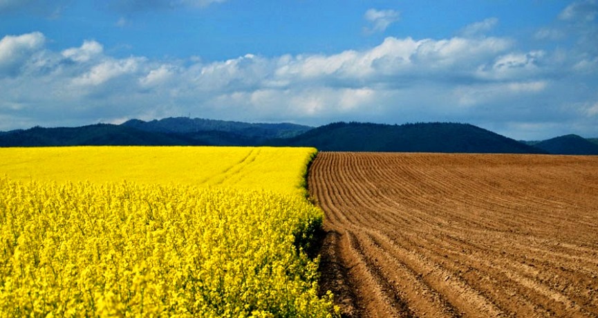 Виробництво зернових та олійних в Україні може бути мінімальним за останні 10-15 років
