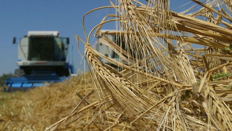 Держстат оприлюднив остаточні дані про рекордний врожай зернових у 2021 році 