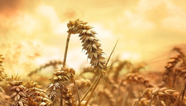 Залишків достатньо: аграрії просять відновити експорт пшениці