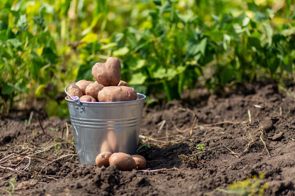Вісім секретів відмінного врожаю картоплі