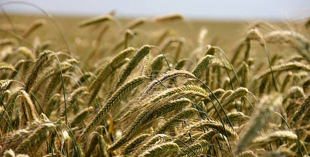 Урожай української пшениці, що має годувати світ, не можна вивезти з країни