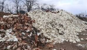 На «Чорнобаївській» птахофабриці загинули 4 млн курей: Херсонщина на порозі екологічної катастрофи