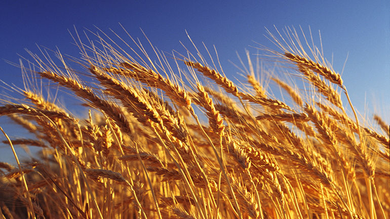 Пшеничні котирування різко виросли з початку тижня