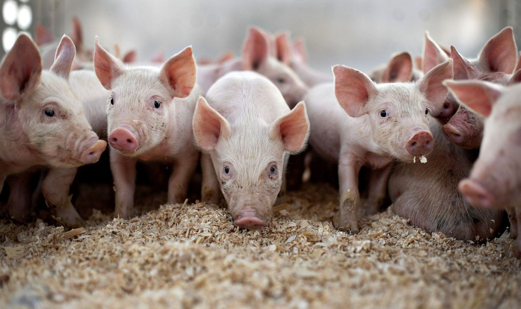 Без свинини не залишимось: як працюють свиноферми в умовах війни
