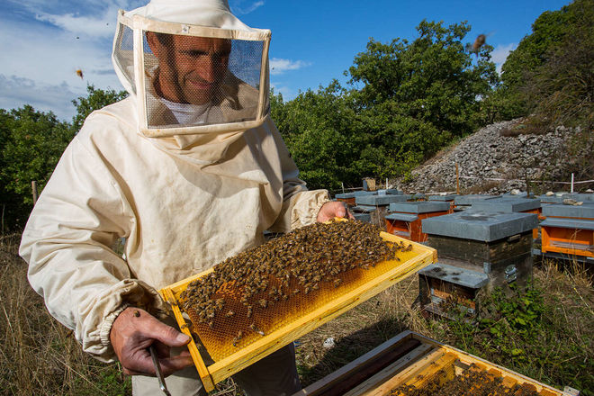 В Україні виведено внутрішньопородний тип українських степових бджіл