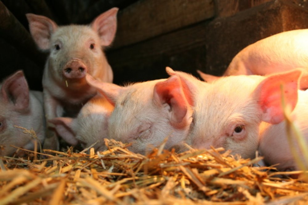 Як змінилися ціни на свинину живою вагою