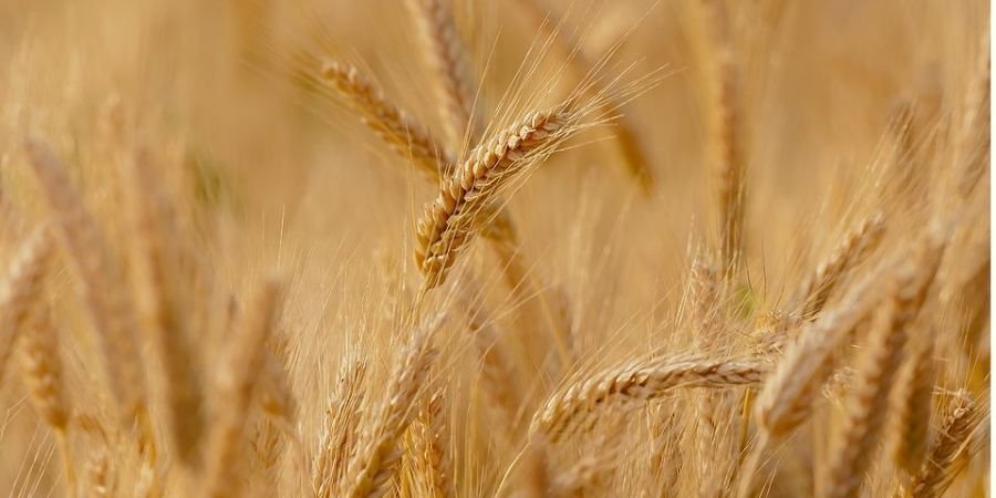 У Кабміні сказали, скільки власного зерна вистачить Україні у 2022 році