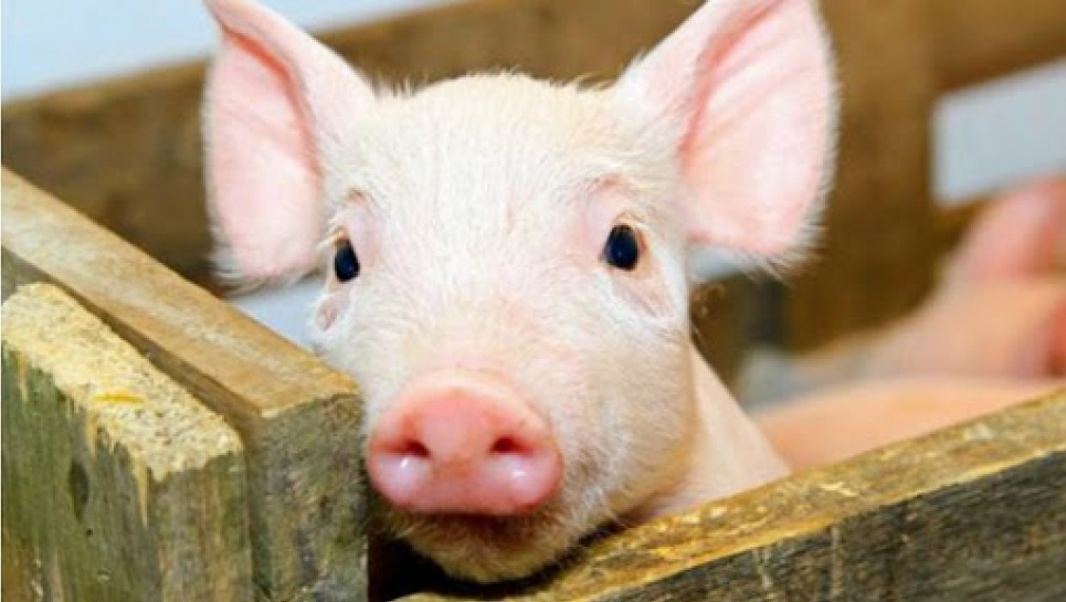 Сезон шашликів: свинина живою вагою знову дорожчає