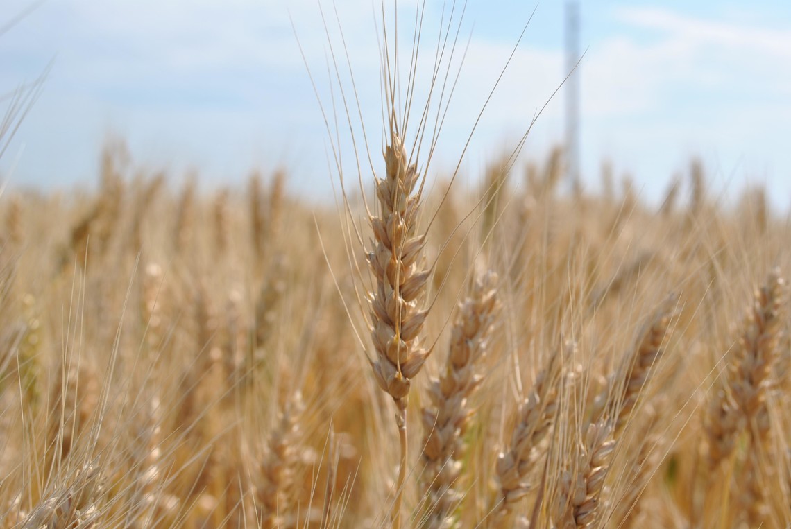 Окупанти вкрали українського зерна на $450 млн