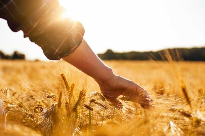 У Німеччині через війну в Україні хочуть сіяти більше пшениці