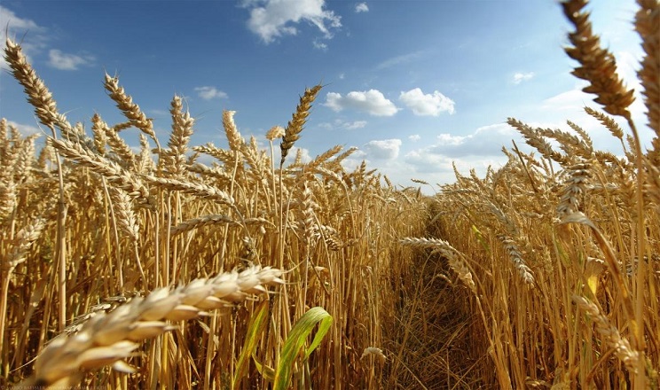 Китай закликає створити “зелений коридор” для експорту російського та українського зерна