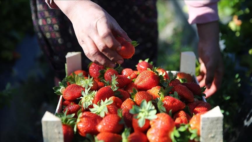 В Україні другий тиждень поспіль знижуються ціни на полуницю