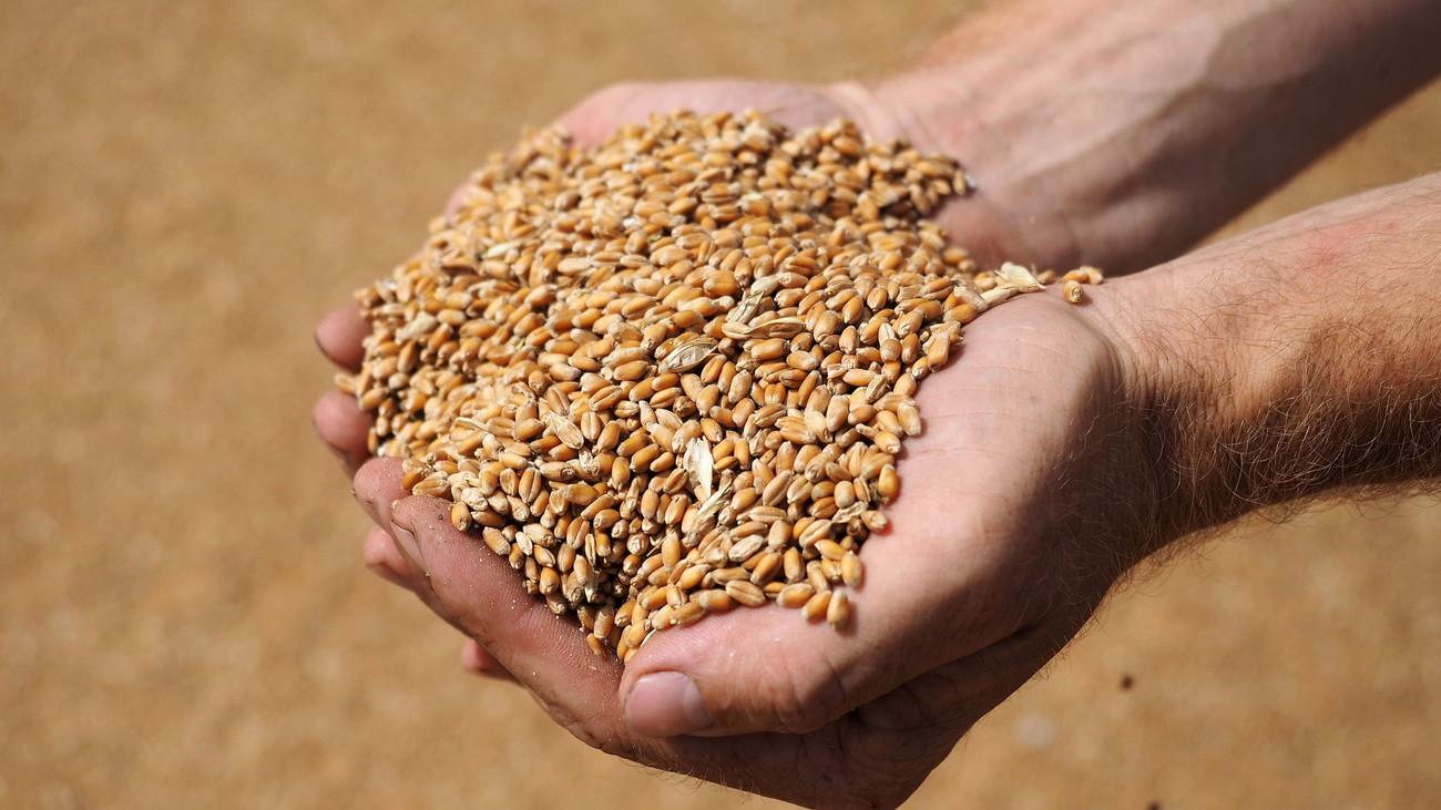 Україна веде перемовини про створення Організації країн-експортерів зерна