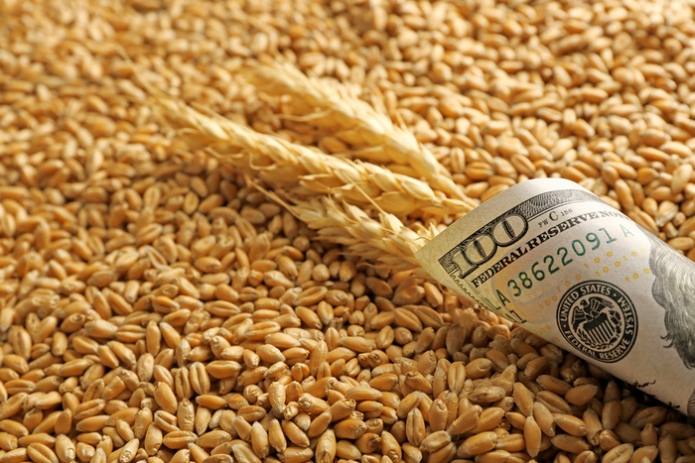 В Україні зберігається тенденція зниження цін на пшеницю 