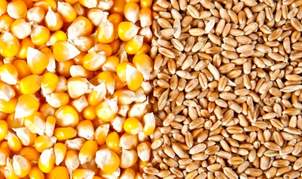 USDA зменшив прогноз виробництва пшениці в Україні на 35%, а кукурудзи – вдвічі