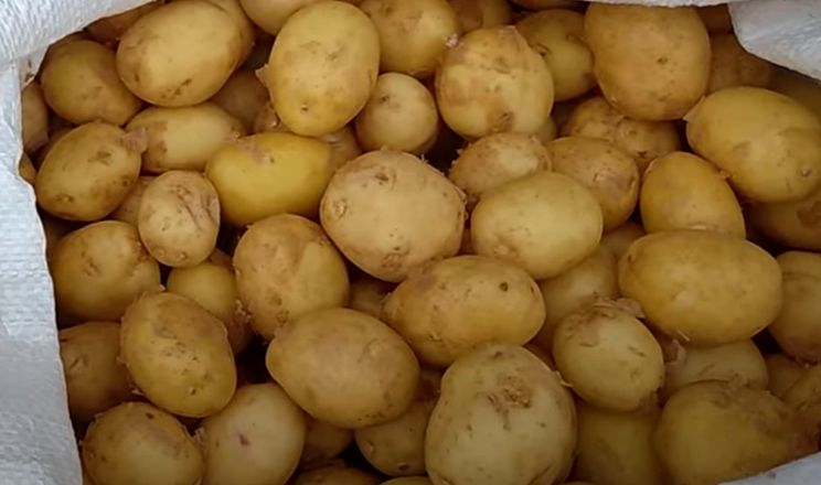 Молода картопля на Херсонщині коштує так само, як стара
