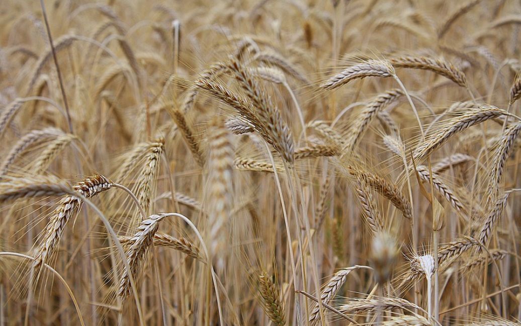 Низька активність трейдерів та відсутність контрактів: чого чекати українському зерновому ринку