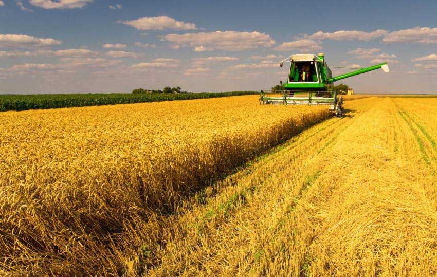 Прогноз: В 2022 році Україна може зібрати близько 50 млн т зернових і 16 млн т олійних культур