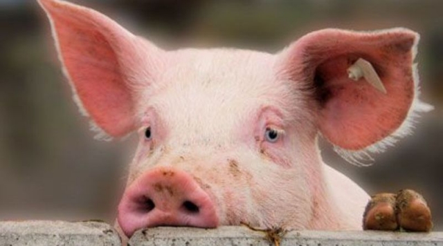 Зменшення пропозиції промислової свинини підштовхнуло ціни