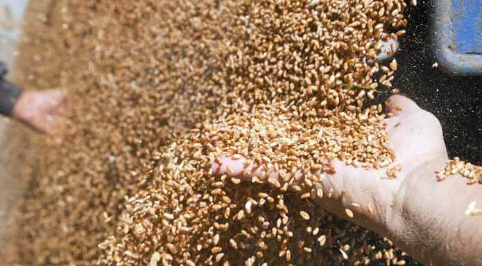 Світова торгівля зерном впаде до трирічного мінімуму