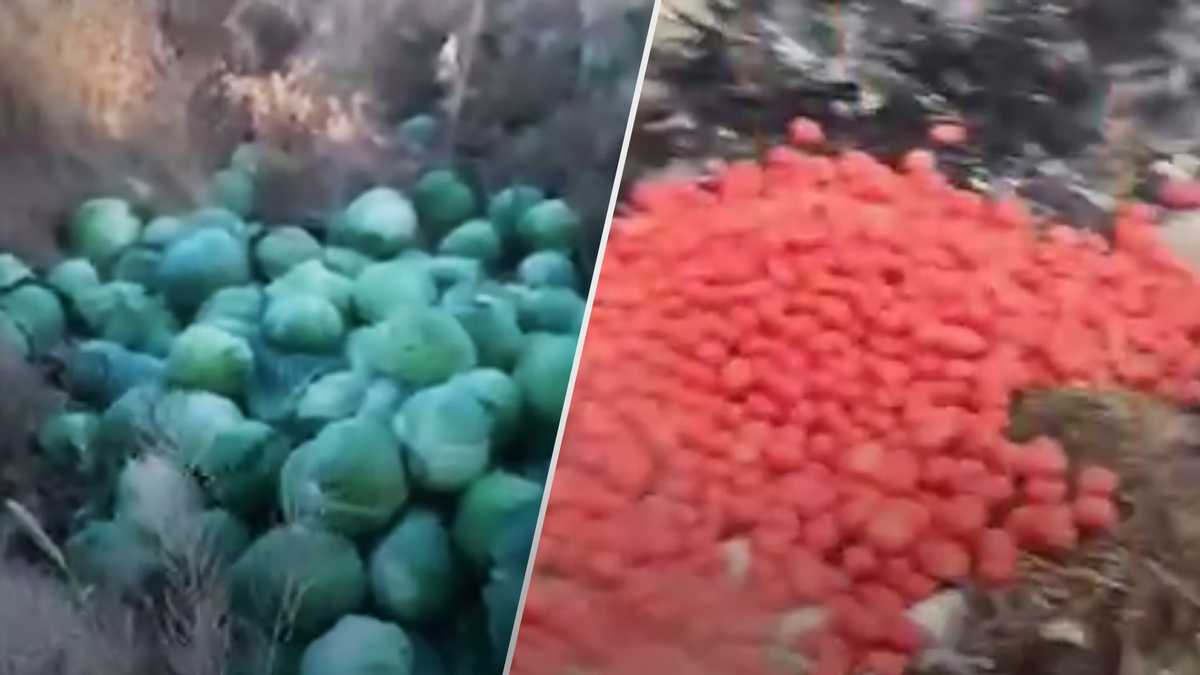Немає кому продавати: фермери на Херсонщині викинули тонни капусти (відео)