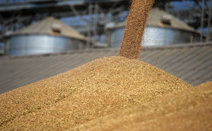 Викрадення українського зерна вже розслідує прокуратура