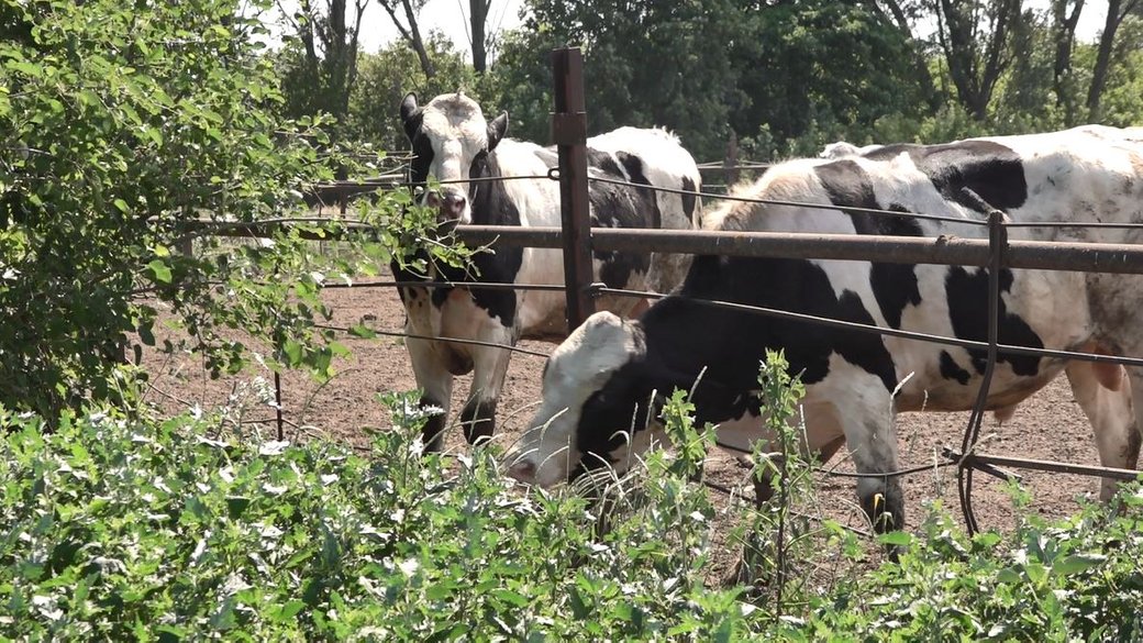 Із попитом на молоко, але без змоги продати “живий товар”: як живеться черкаським фермерам