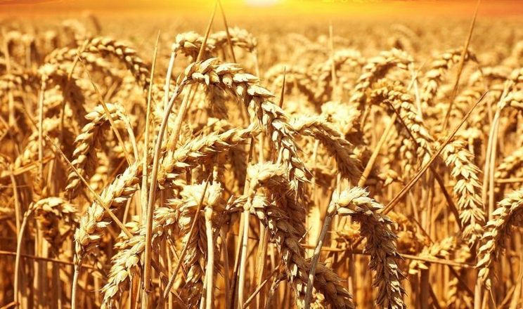 В Україні знову дешевшає пшениця