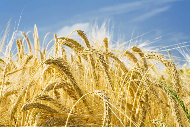 На початку липня планується скасування ліцензій на експорт пшениці