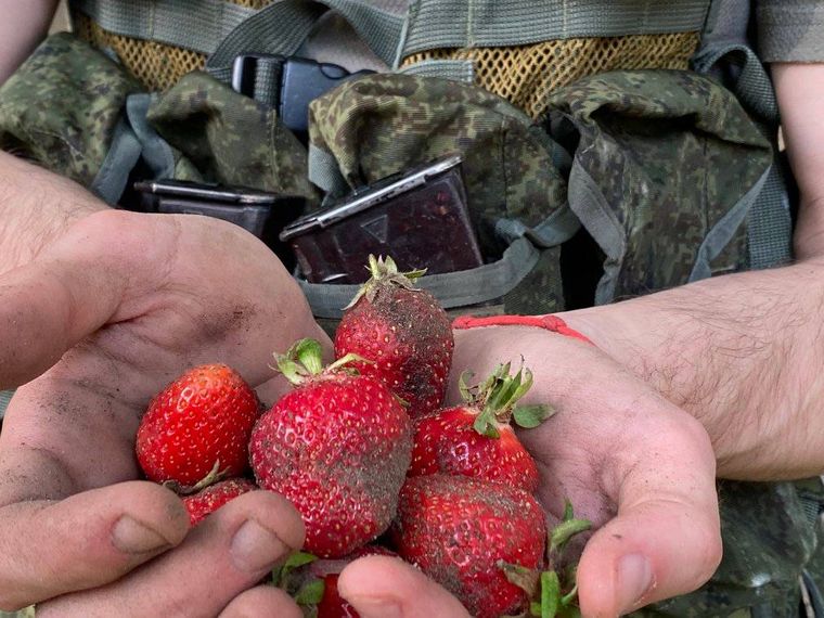 На Херсонщині окупанти влаштовуються до місцевих збирати полуницю. Свої послуги оцінюють в 50 грн за годину
