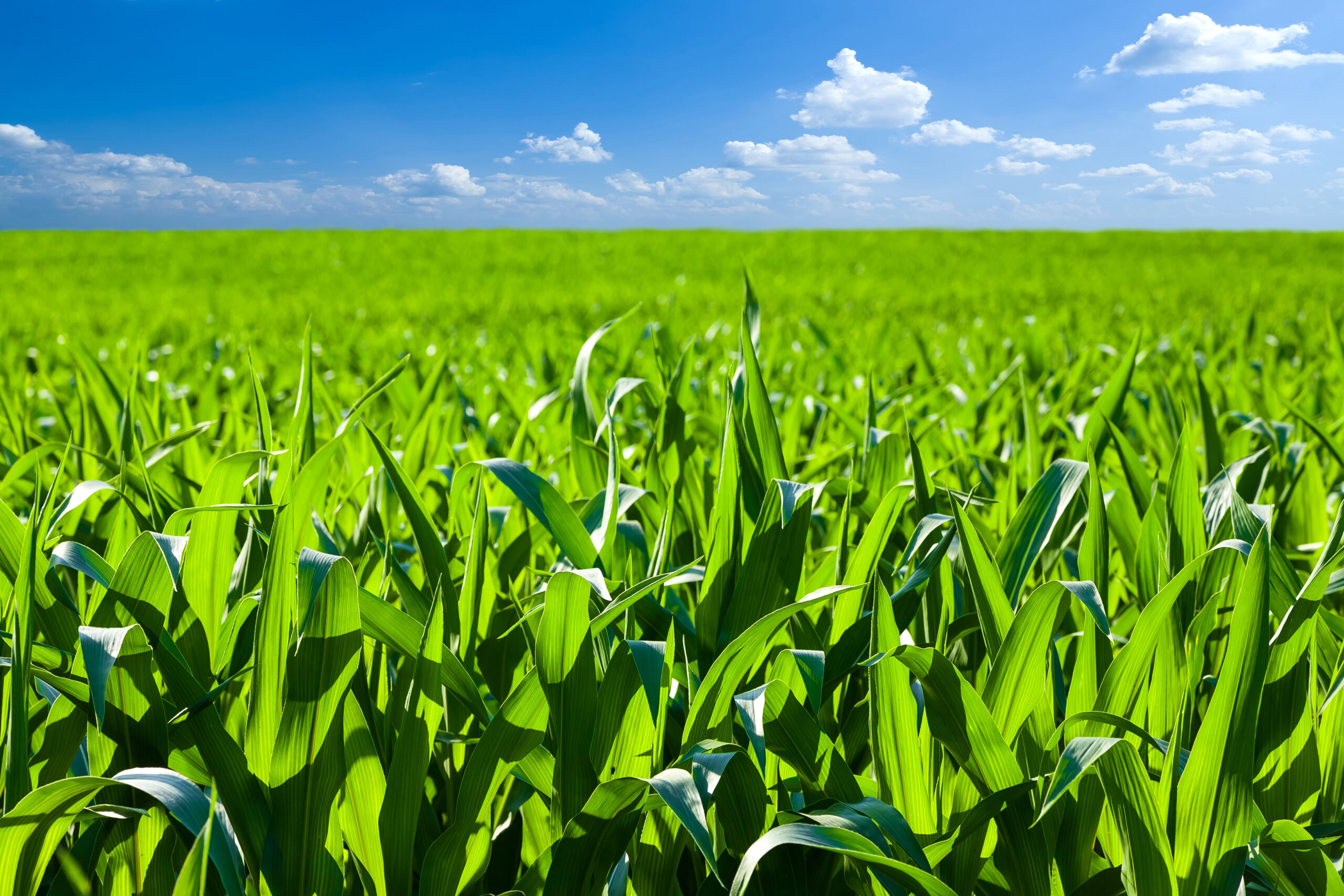 Цинк для формування високої врожайності кукурудзи
