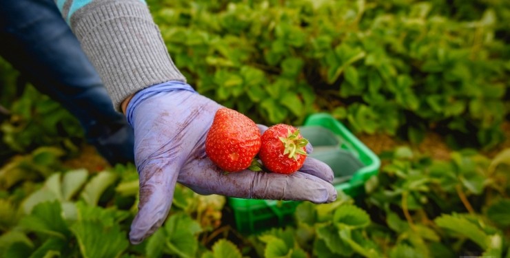 Працівники російського автозаводу збиратимуть фрукти та ягоди замість машин