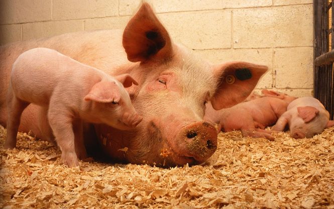 В Україні дорожчає свинина живою вагою