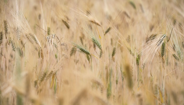 Туреччина та росія домовилися про переговори за участі України про вивіз зерна, – ЗМІ