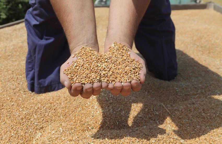 Україна щомісяця нарощує експорт зерна на 50% через західні кордони