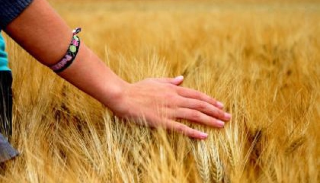 Погодні умови сприятливі для формування хорошого врожаю зернових – Гідрометцентр