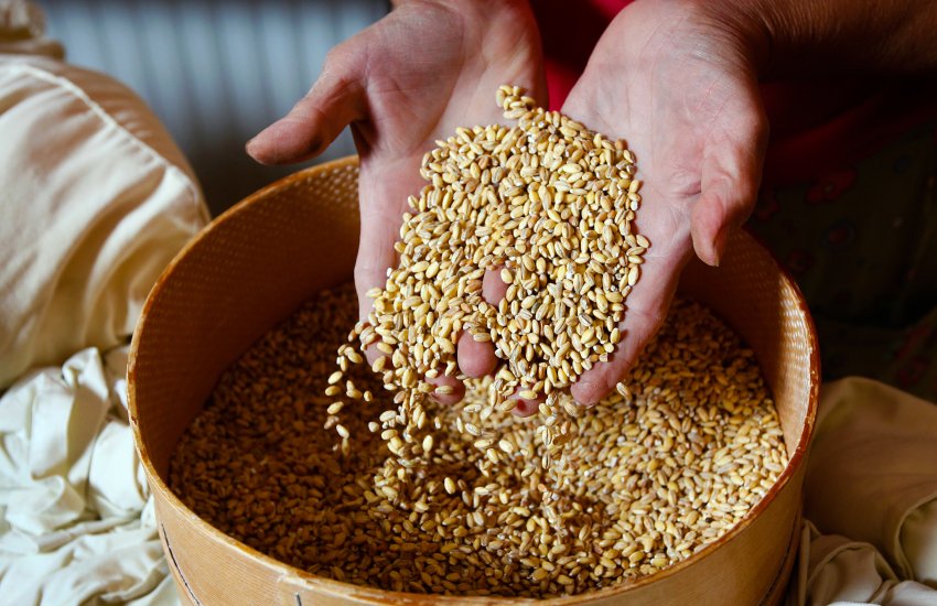 Україні брак зерна не загрожує, оскільки це фізично неможливо, – МінАПК