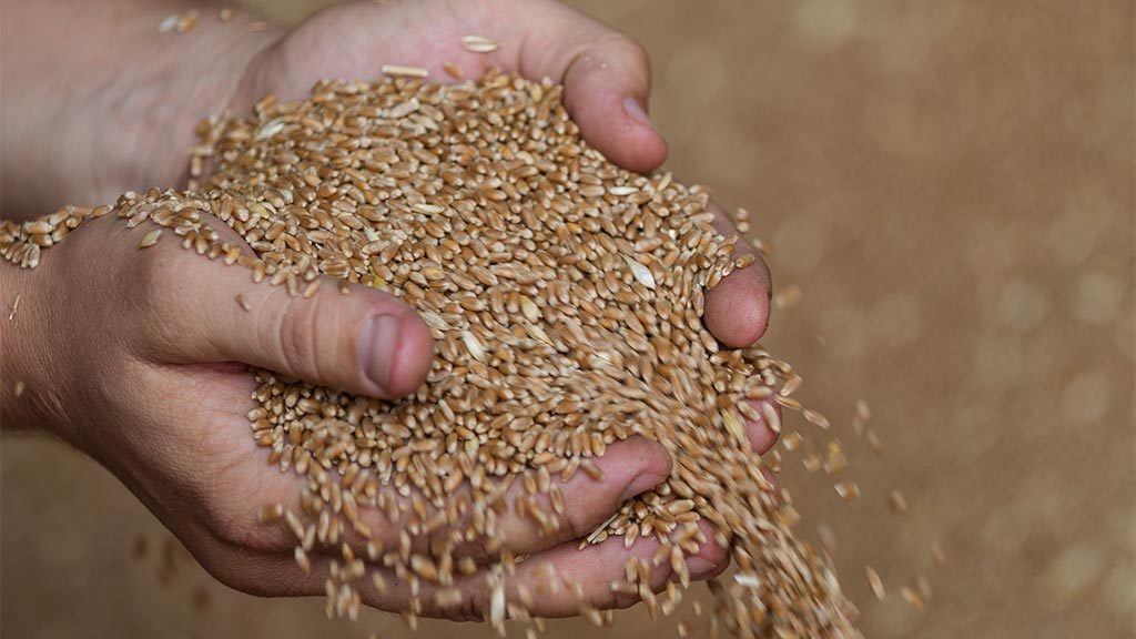 Експорт зерна суходолом та річками може перекрити 50% загального довоєнного рівня