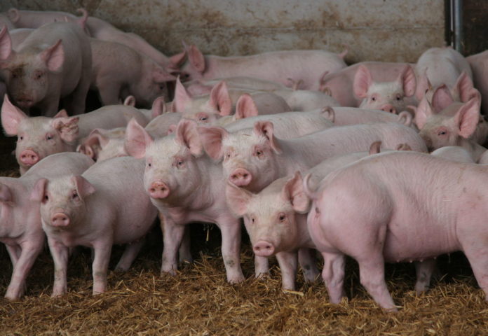 На ринку свинини спостерігається різноспрямований рух цін
