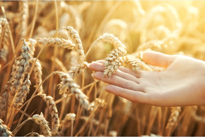 Виробництво зернових буде збитковим, заробити допоможуть соняшник та ріпак, – дослідження