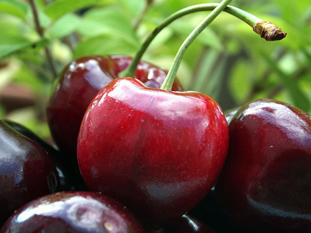 В Україні дешевшає черешня: скільки коштує ягода у розпал сезону