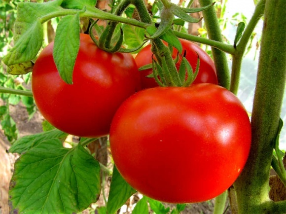 В Україні дешевшають помідори